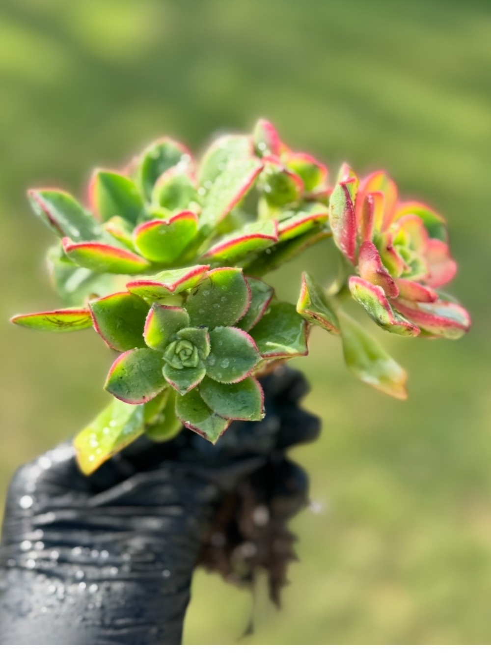 Aeonium "Kiwi"  Succulent Plant - Picture 4 of 17
